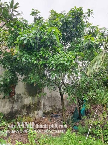 Cây Lộc Vừng Đẹp - Sự Hoàn Hảo Cho Sân Vườn Và Quán Cafe