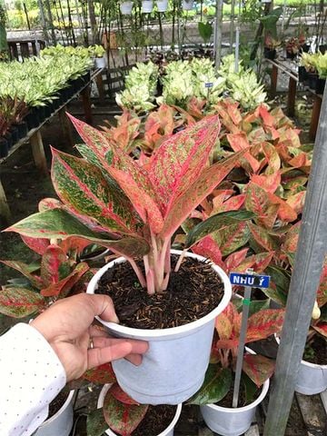 Các loại cây trồng trong nhà │ Cây Như Ý - Cây kiểng văn phòng, vạn sự hanh thông