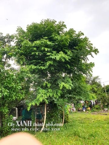 Cây Osaka Vàng Đẹp | Sắc Màu Thiên Nhiên Trong Thiết Kế Sân Vườn Đẹp