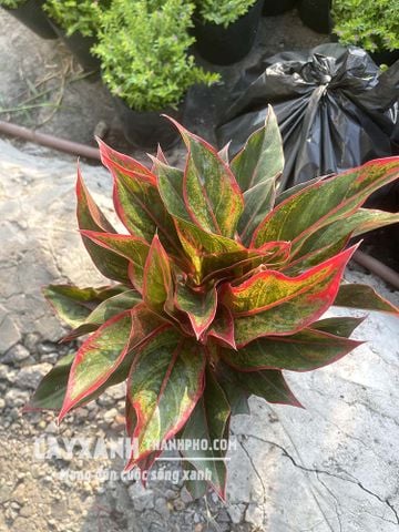 Cây Phú Quý – Lựa chọn lý tưởng để trang trí trong nhà và khuôn viên sân vườn