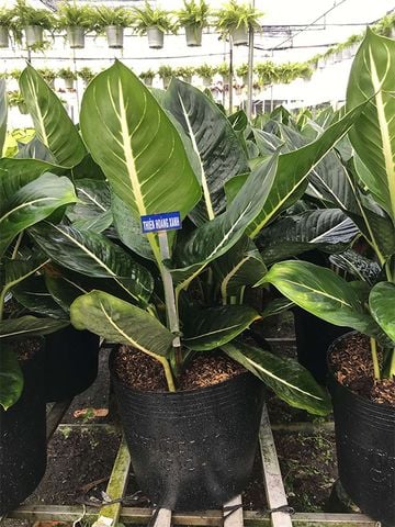 Cây cảnh trong nhà │ Thiên Hoàng Xanh đẹp không thể bỏ qua