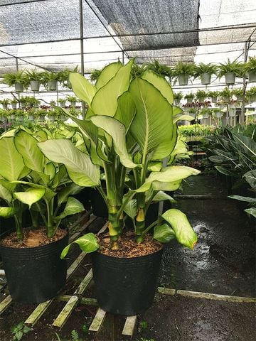 cay canh dep │ Cây Thiên Hoàng - Cây Phong Thủy Mang Đến Tài Lộc, Thịnh Vượng