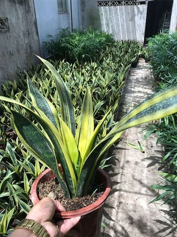 Cây phong thủy trồng trong nhà │ Cây Lưỡi Hổ Hoàng Kim (Size nhỏ) – Cây Để Bàn Đẹp - Ấn Tượng