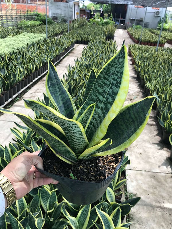 Cây văn phòng │ Cây Lưỡi Hổ Thái (Size lớn) - Cho không gian thêm xanh – CÔNG TY CP CÂY XANH ĐÔ THỊ ĐẠI PHÚC