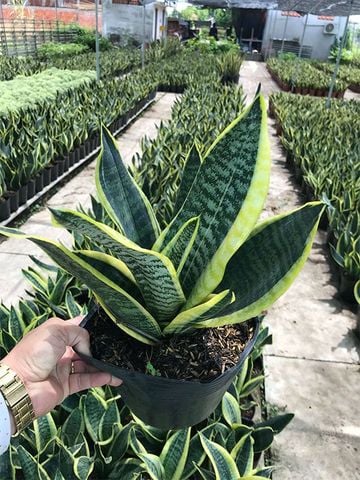 Cây văn phòng │ Cây Lưỡi Hổ Thái (Size lớn) - Cây để bàn làm việc cho không gian thêm “xanh”