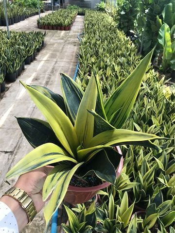 Cây phong thủy │ Cây Lưỡi Hổ Hoàng Kim 2 Thân - Lựa chọn tuyệt vời cho cây để bàn văn phòng