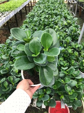 Cây phong thủy để bàn │Cây Trường Sinh vừa đẹp mắt, vừa ý nghĩa