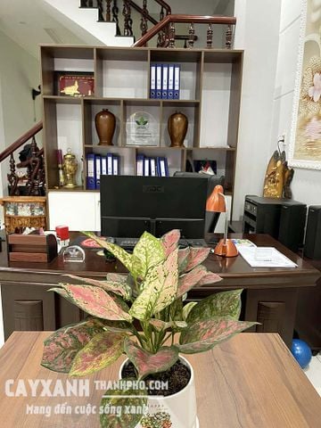 Cây cảnh để bàn làm việc │Vạn Lộc Đỏ - Cây phong thủy mang đến may mắn, tài lộc