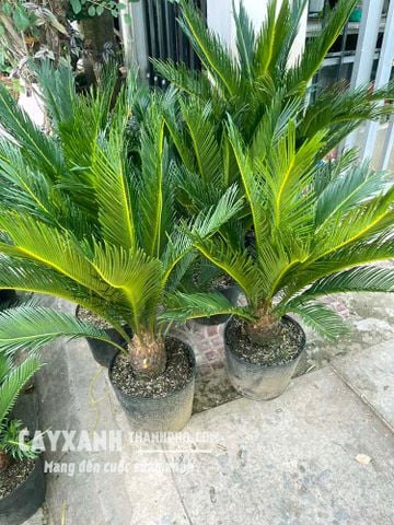 Cây vạn tuế - Loại cây cảnh sân vườn đẹp “vạn người mê”