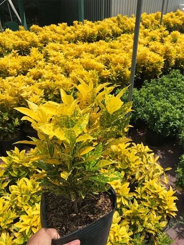 Cây chịu nắng - Cây vàng bạc cho không gian sáng rực