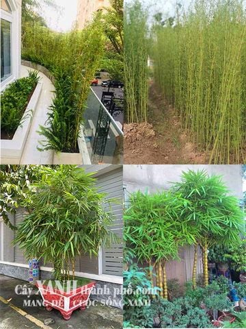 Cây tre trúc cảnh