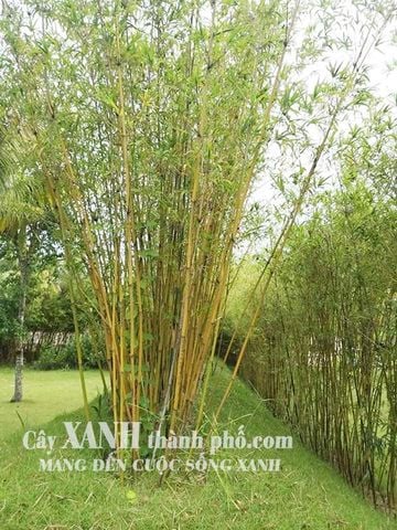 Trúc cần câu - Trúc cần câu vàng