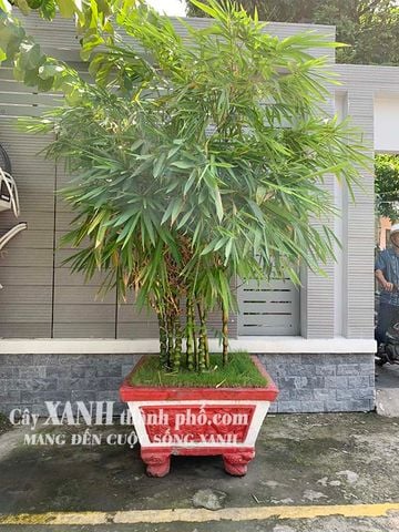 Cây trúc kiểng - Trúc quan âm