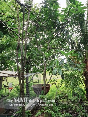 Cây Hoa Sứ Đẹp | Cùng Khám Phá Cây Trồng Sân Vườn Độc Đáo