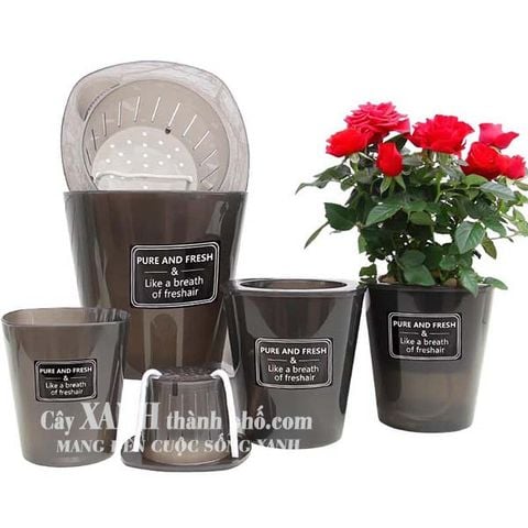 Chậu cây cảnh - Chậu trồng cây thông minh