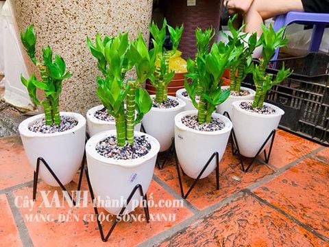 Chậu nhựa trồng cây - Chậu hoa đẹp