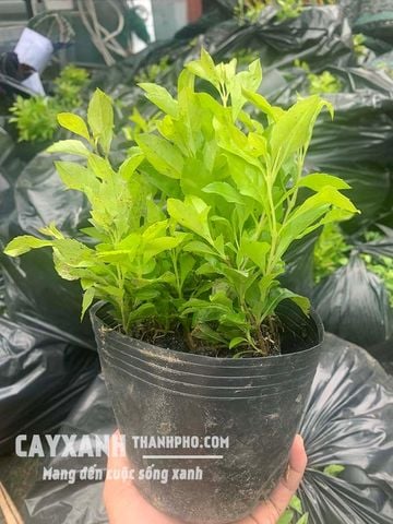 Cây Chuỗi Ngọc – Lựa Chọn Lý Tưởng Cho Trang Trí Cảnh Quan Và Làm Hàng Rào Cây Xanh