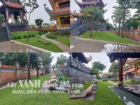 Dịch vụ trồng cỏ Chuyên nghiệp – Uy tín, Giá rẻ