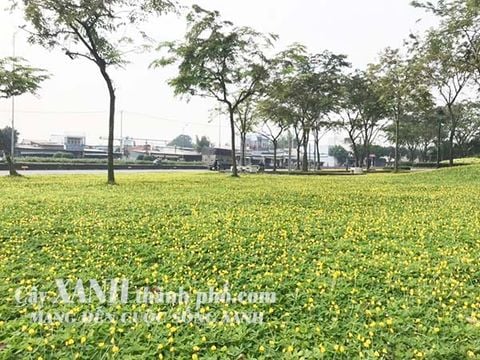 Kỹ thật trồng và chăm sóc cỏ đậu phộng