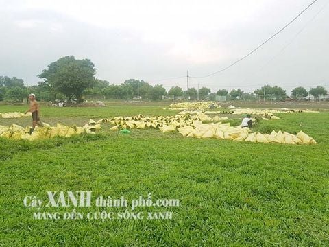 Bán Cỏ Sân Vườn Ở Bình Phước │Tại Vườn Ươm │ Giá Rẻ Nhất Thị Trường