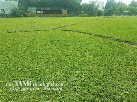 Bán Cỏ Sân Vườn Tại TP. HCM │Tại Vườn Ươm │ Giá Rẻ Bất Ngờ