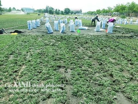 Cỏ lá gừng thái - Kỹ thuật trồng và Báo giá