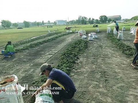 cỏ lá gừng thái lan mua ở đâu