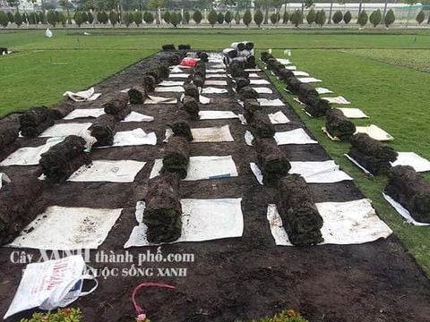 Cỏ nhật – Giá cỏ nhật và Kỹ thuật trồng