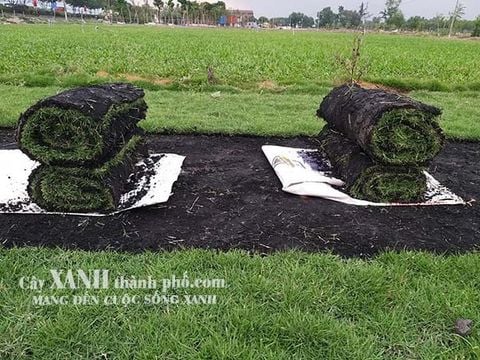 Bán Cỏ Sân Vườn Ở Bình Dương │ Tại Vườn Ươm │ Giá Hấp Dẫn