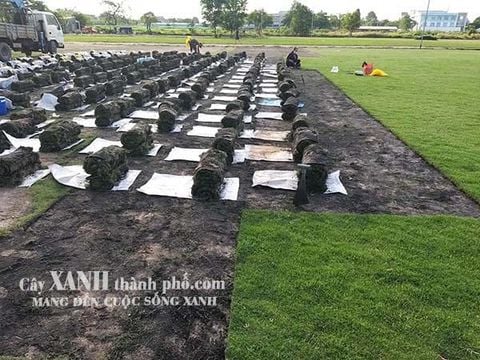 Cỏ Tự Nhiên Trồng Sân Vườn Giá Rẻ Ở Tây Ninh