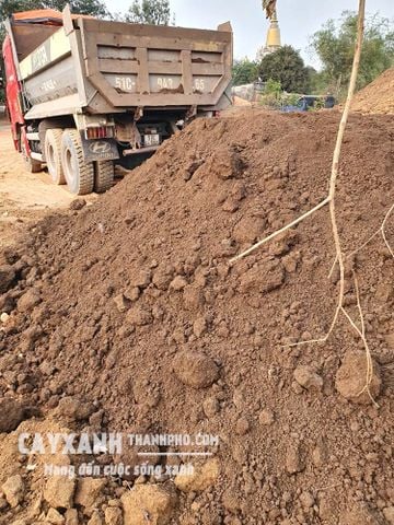 Đất Bazan - Địa chỉ bán đất Bazan trồng cây chất lượng, giá rẻ