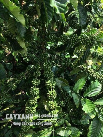 Đất Bazan phù hợp trồng cây gì nhất, bạn đã biết chưa?