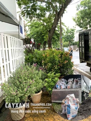 Đất Trồng Cây Đóng Bao Giá Rẻ Nhất Thị Trường | Kinh Nghiệm Lựa Chọn Khi Mua Đất Trồng Cây Đóng Bao