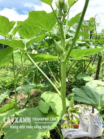 Mách bạn cách làm đất trồng rau màu mỡ để rau tươi tốt