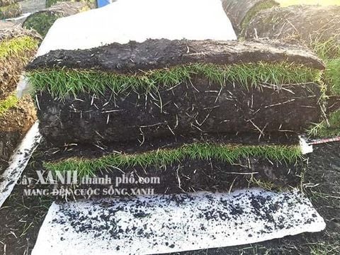 giá 1m2 cỏ nhật