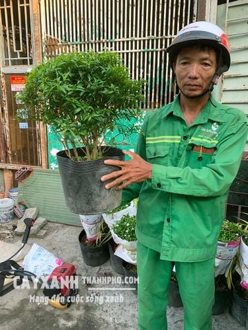 Cây Mai Vạn Phúc – Cây Cảnh Sân Vườn Đẹp Ưa Nắng, Dễ Chăm Sóc