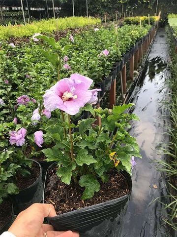 Cây chịu nắng - Râm bụt hoa tím