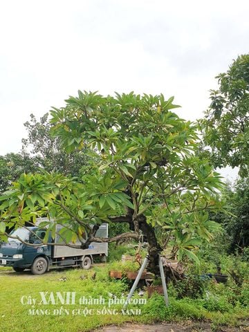 Cây Hoa Sứ Trắng | Sự Hòa Quyện Hoàn Hảo Cho Công Trình Xanh