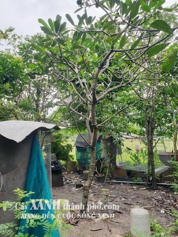 Cây Hoa Sứ Cảnh Đẹp | Ý Nghĩa và Cách Trồng Hoa Sứ Tại Sân Vườn