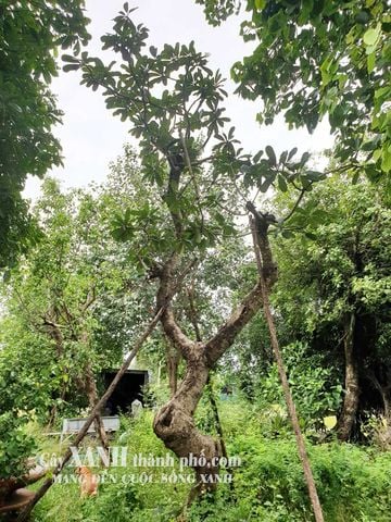 Cây Hoa Sứ Cảnh | Trồng Loài Cây Đẹp Tự Nhiên Trong Khuôn Viên Sân Nhà