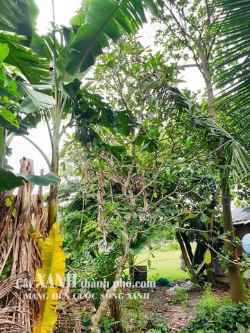 Cây Hoa Sứ To | Loài Cây Kết Hợp Với Cây Xanh Cảnh Quan Sân Vườn