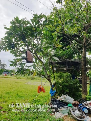 Cây Hoa Sứ - Biểu Tượng Cảnh Quan Đẹp Tại Công Trình