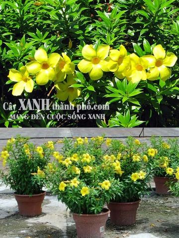 Hoa dây leo (Hoa huỳnh anh)