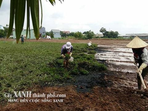 kỹ thuật trồng cỏ