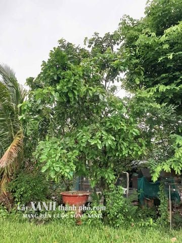 Cây Lộc Vừng To - Phong Cách Xanh Độc Đáo Cho Biệt Thự Và Công Trình