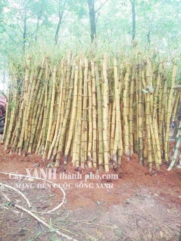 Cây tre trúc cảnh – CÔNG TY CP CÂY XANH ĐÔ THỊ ĐẠI PHÚC