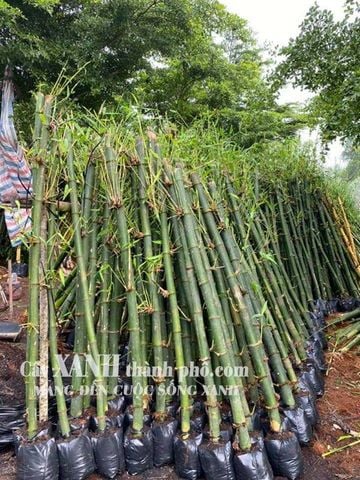 Cây hàng rào - Tre xanh