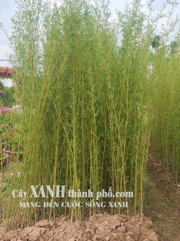 Cây tre trúc cảnh – CÔNG TY CP CÂY XANH ĐÔ THỊ ĐẠI PHÚC