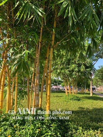 Trúc kiểng - Cây trúc vàng