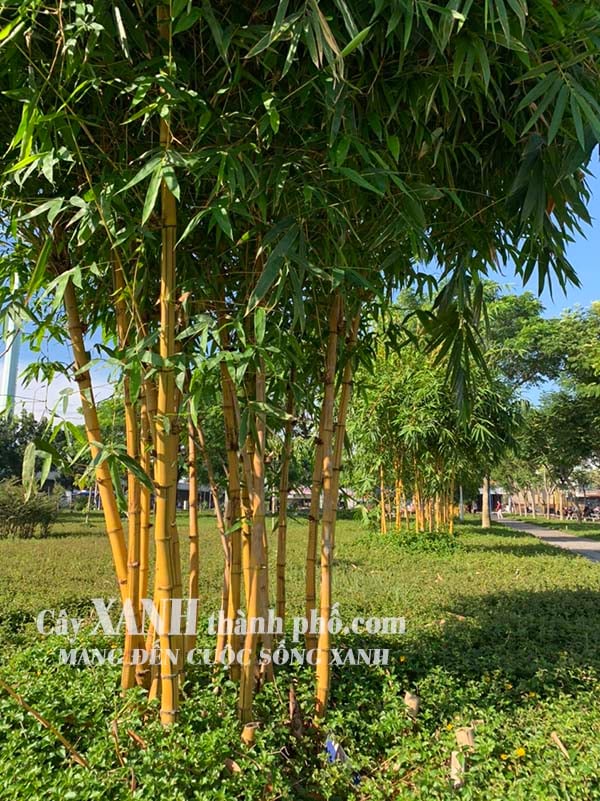 Cây tre trúc cảnh – CÔNG TY CP CÂY XANH ĐÔ THỊ ĐẠI PHÚC